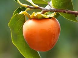 The tree this fruit grows on, generally one of two species of ebony: 33 Yummy Asian Fruits You Should Try In Asia The Travelling Twins