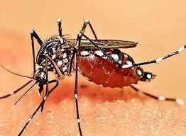 No measure to fight vector-borne diseases in Odisha
