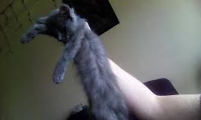 The following topics about kittens are primarily about. I Have An 8 Week Old Kitten That I Purchased Rescued From A Household That Had 10 Adult Cats And 17 Kittens Living In Very Poor Petcoach