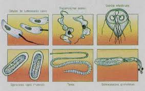 Resultado de imagen para parasitismo