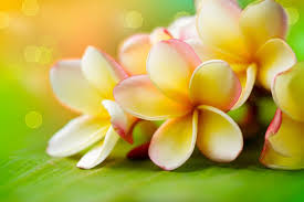 Hawaiian tropical plumeria (common name frangipani) is a genus of flowering plants in the dogbane family, apocynaceae. Plumeria Flower Meaning Flower Meaning