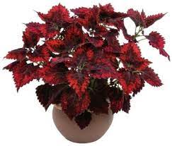 Nerve plant (fittonia) nerve plants are beautiful indoor plants with red veins in the leaves. How To Successfully Grow Coleus As A Houseplant Plants House Plants Propagating Plants