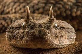 Photographic Print Portrait Of A Desert Horned Viper Cerastes Cerastes Resting On The Sand By Javier Aznar 24x16in Gaboon Viper Viper Snake Art