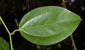Image result for Smilax anceps