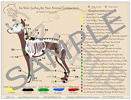 small double sided laminated jsj for your canine feline companion chart