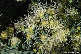 Image result for Maerua edulis