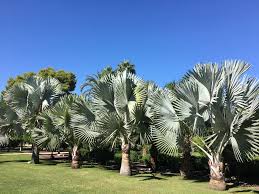 Maybe you would like to learn more about one of these? Pin En Palmeras Y Cicadaceas Del Mundo