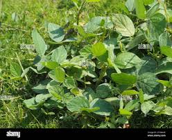 Image result for Calopogonium mucunoides