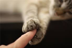 Image result for cat paw