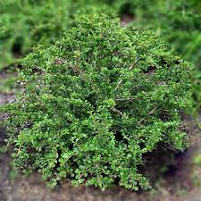 Image result for Cotoneaster