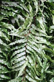 Image result for Nephrolepis