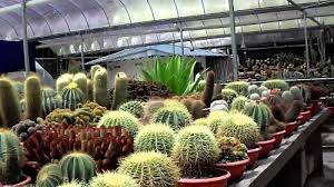 Cameron highlands merupakan sebuah tempat tarikan pelancongan yang terletak di negeri pahang. Tempat Menarik Cameron Highlands Keseronokan Yang Tak Terkata Bila Berada Di Sini Cari Homestay