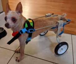 They are the most favorite because of their lively and joyful nature. What Is The Best Diy Dog Wheelchairs Neeness