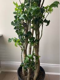 Image result for Polyscias guilfoylei