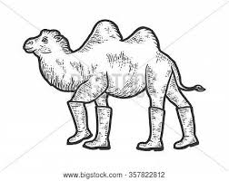 Affordable and search from millions of royalty free images, photos and vectors. Camel Cartoon In Black And White Images Illustrations Vectors Free Bigstock