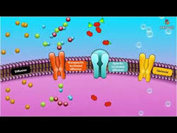 Active transport uses energy and passive does not. Passive Transport Special Types Of Diffusion Animated Membrane Physiology Youtube