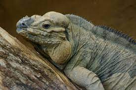 Leguan Nashorn Rhino Iguana Cyclura Cornuta Animals Reptiles Bearded Dragon