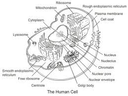 The first is a colored and labeled cell diagram. Human Cell Coloring Page Free Printable Coloring Pages Animal Cell Cell Diagram Cells Worksheet
