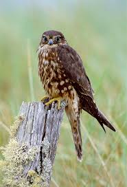 But they face constant dangers. Britain S Birds Of Prey The Country Life Guide To Raptors