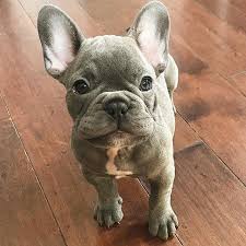 French bulldog breeder in houston texas since 2001. Bluecoat French Bulldogs Ask Frankie Breeder Directory