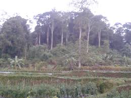 Kebun teh ini dikelola oleh koperasi buana mukti. Infomjlk Referensi Informasi Dan Wisata Majalengka Laman 6