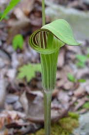 Flowering plants initially produce only male flowers but become hermaphroditic as. Arisaema Triphyllum Jack In The Pulpit Go Botany
