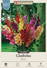 Image result for Gladiolus hollandii
