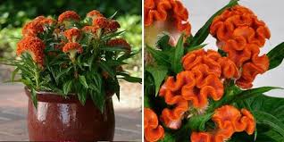 Us No Fade Garden Celosia Available Now