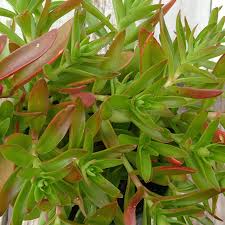 Image result for Crassula capitella