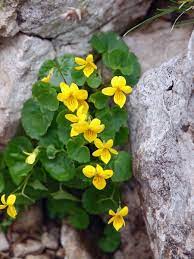Pin On Flowers Cvety