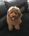 Iso! F1b Mini Goldendoodle in Lagrange, Indiana - Hoobly ...