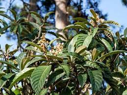 See the pronunciation key for a guide on how to write the sounds; Wann Ist Die Wollmispel Winterhart Pflegetipps Fur Eriobotrya Japonica