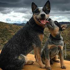 17 Photos Of Blue Heelers That Will Make You Say Honey We Need A Dog Austrailian Cattle Dog Blue Heeler Dogs Blue Heeler Puppies