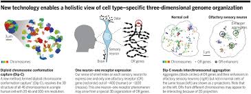 Get the cell model powerpoints. Three Dimensional Genome Structure Of A Single Cell Science