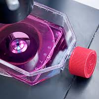 Classical media contains animal serum. Xeno Free Human Stem Cell Culture Medium