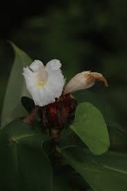 Image result for Costus subbiflorus