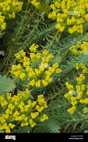 Image result for Euphorbiaceae