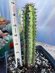 Image result for Euphorbia confinalis
