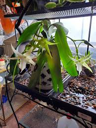 Image result for Pseudocalyx saccatus