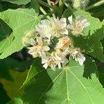 Image result for Dombeya kirkii