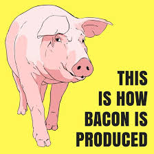 Industrial Pig Farming This Is How Bacon Is Produced Nowadays