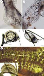 Image result for Genlisea margaretae