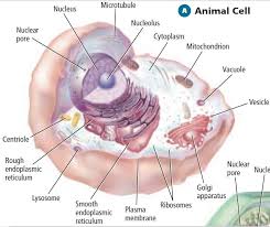Animal cell vacuoles are typically small, and each cell can contain multiple vacuoles. Ch 1 Flashcards Chegg Com