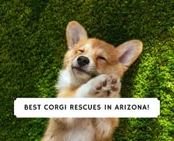 It's so rare today to get an honest opinion. Best Corgi Rescues In Arizona 2021 We Love Doodles