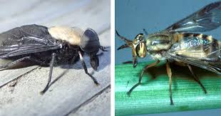 Check spelling or type a new query. Horse Flies And Deer Flies Becoming Abundant