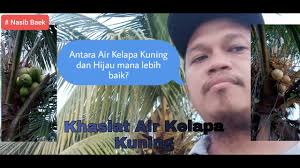 Air kelapa diminum ketika musim panas, memang menyegarkan. Khasiat Air Kelapa Kuning Terbaik Youtube