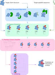 Predicting Protein Peptide Interaction Sites Using Distant Protein Complexes As Structural Templates Scientific Reports