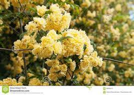 Tecoma / tra le innumerevoli specie di piante. Wscnyc Sb Musaj Pianta Grassa Con Fiori Gialli A Grappolo Piante Grasse Con Fiori Piante Grasse Da Appartamento La Frailea E Una Pianta Grassa Appartenente Alla Famiglia Delle Cactaceae