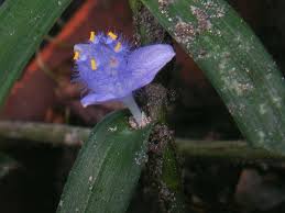 Image result for Cyanotis axillaris