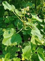 Image result for Hibiscus nigricaulis